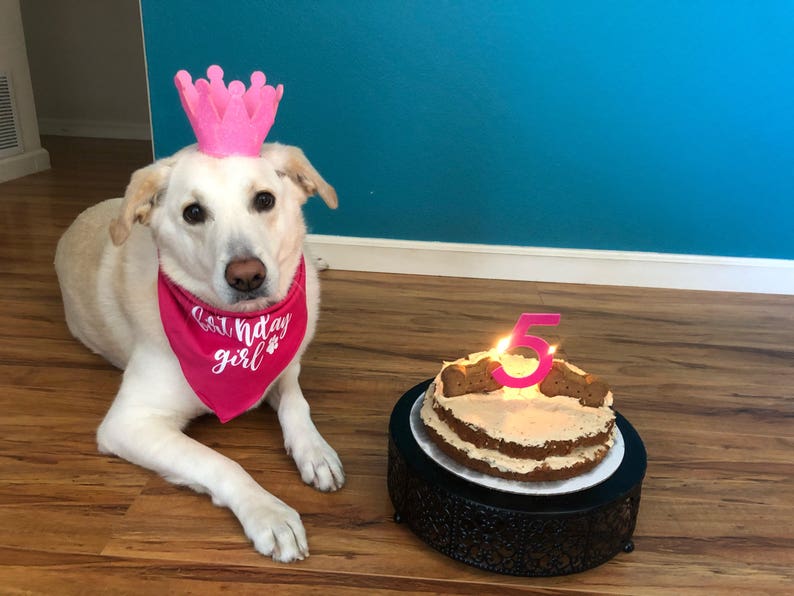 Birthday Girl Dog Bandana. Happy Birthday Dog Bandana. Dog Etsy
