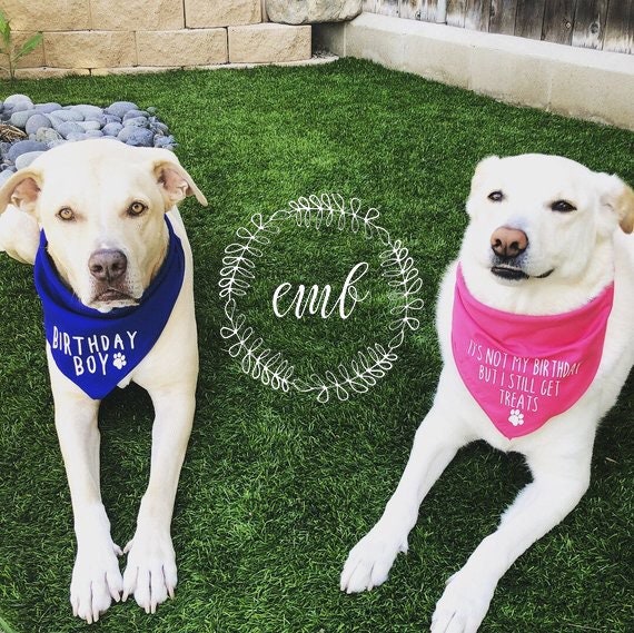 birthday girl bandana for dogs