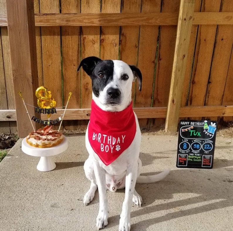 Birthday Boy Dog Bandana. Dog Birthday Bandana. Dog Birthday Etsy