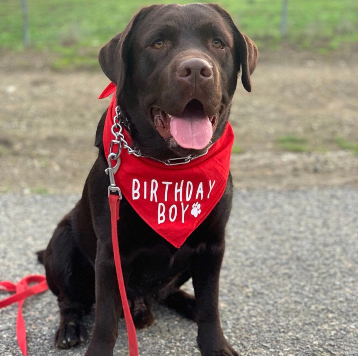 Birthday Boy Dog Bandana. Dog Birthday Bandana. Dog Birthday Etsy