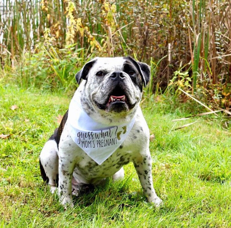 Guess What Moms Pregnant Dog Bandana. Pregnancy Announcement Etsy