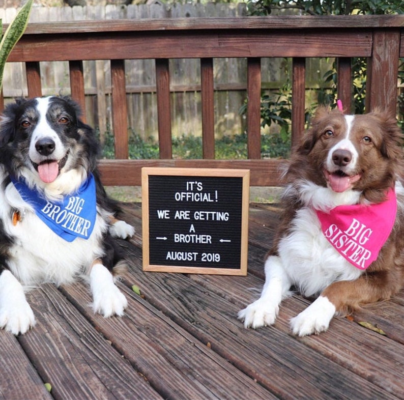 Pregnancy Announcement Dog Bandana. Dog Big Brother Bandana. Etsy