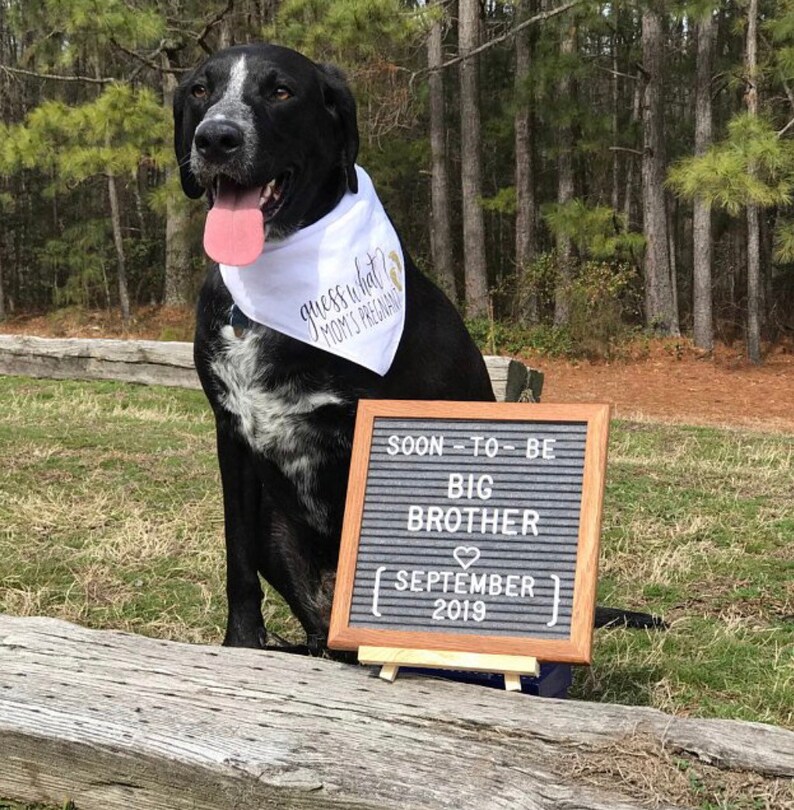 Guess What Moms Pregnant Dog Bandana. Pregnancy Announcement Etsy