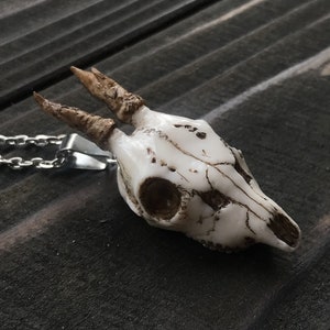 K&ouml;nnte beinhalten: Eine Halskette mit einem wei&szlig;en Hirschsch&auml;del-Anh&auml;nger mit braunen Markierungen auf einem dunklen Holzgrund. Die Kette ist aus Silber.