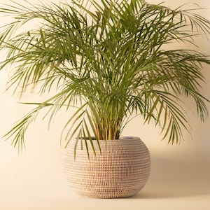 Może przedstawiać: Duży, okrągły, biały pleciony kosz na rośliny z zieloną palmą w środku.