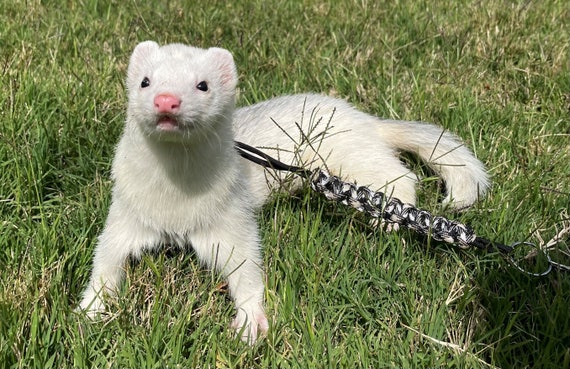 Ferret leashes and harnesses hot sale