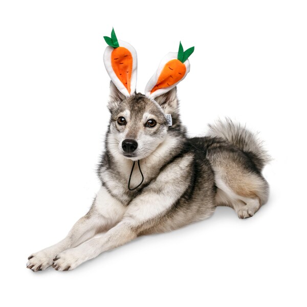 Dog Carrot Costume
 Dog Carrot Costume Etsy