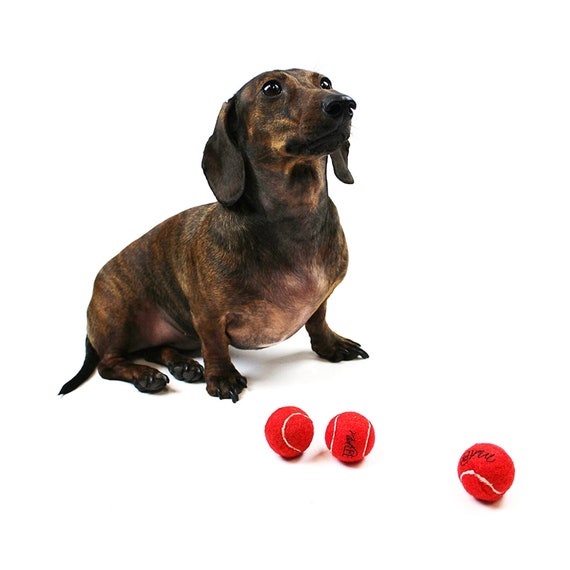 Dog 2024 blue balls