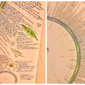 May include: A handwritten page with a botanical illustration of a leaf and a chart with handwritten text. The text includes the names of plants and their characteristics. The chart is divided into sections with headings such as "Mule's Ear" and "Mock-Orange (Little Leaf)".