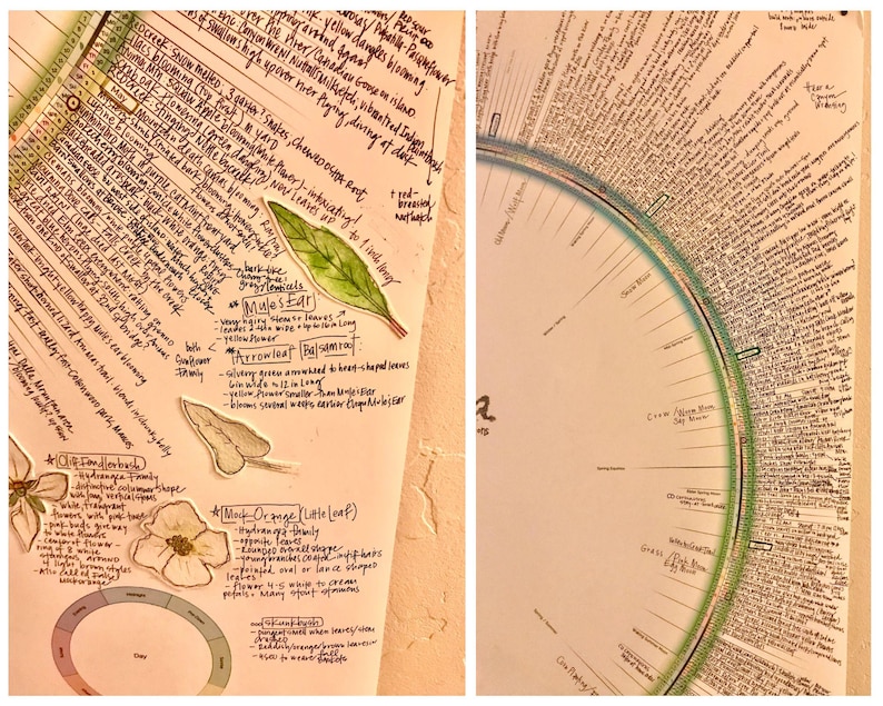 May include: A handwritten page with a botanical illustration of a leaf and a chart with handwritten text. The text includes the names of plants and their characteristics. The chart is divided into sections with headings such as "Mule's Ear" and "Mock-Orange (Little Leaf)".