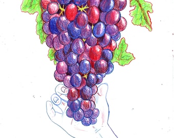 Grapes - Original A4 Drawing