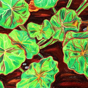 Nasturtium - Original Drawing