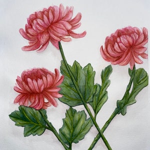 Pink Mums