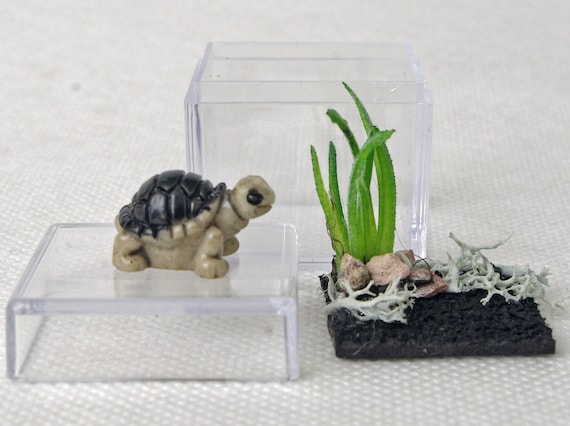 leg uit Doodskaak vrijdag Schildpad in Terrarium realistische sculptuur Huisdieren - Etsy Nederland