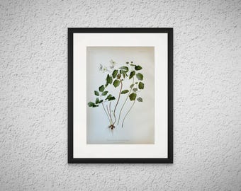 ORIGINAL 1879 Bird's Foot Violet Botanical Print Viola Pedata NOT A REPRINT