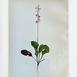 May include: Botanical illustration of Pyrola elliptica, featuring a tall stem with small white flowers and reddish-brown buds. The plant has green, oval leaves and a detailed drawing of a leaf outline. The text "PYROLA ELLIPTICA" is at the bottom.