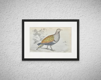 Original 1830s Hand-Colored Bird Plate - Banded Sand Grouse - W.H. Lizars. The Naturalist's Library - NOT A REPRINT - Rare