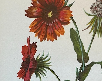 ORIGINAL 1879 Indian Blanket Print - Gaillardia Amblyodon - NOT A REPRINT