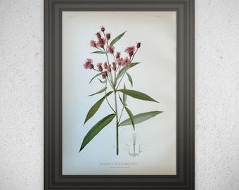 ORIGINAL 1879 Large Marsh Pink Botanical Print Sabbatia Chloroides NOT A REPRINT