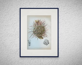 ORIGINAL 1879 Cottontop Cactus Botanical Print Echinocactus Polycephalus NOT A REPRINT