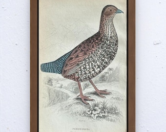 Original 1830s Hand-Colored Bird Plate: Plate III, Painted Partridge – W.H. Lizars, The Naturalist’s Library