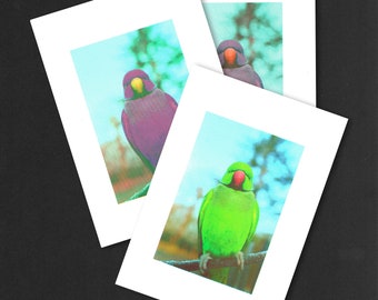 Parakeet | Screen printing