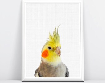 Cockatiel, Cockatiel Print, Bird Wall Art, Colourful Bird, Printable Cockatiel, Cockatiel Poster, Bird Decor, Art Print, Cockatiel Photo