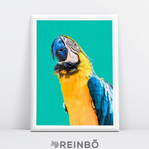 Parrot Wall Art Tropical Bird Print Bird Photography Macaw Etsy