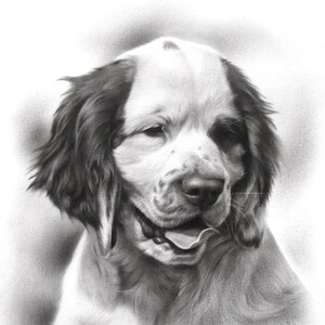 Clumber Spaniel- Black and white custom pet portrait- hand drawn dog portrait from your photo. Gift for dog lovers.