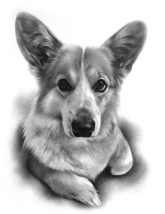 Sketched Dogs on White - 1 metre Sketched Dogs on White - 1 metre