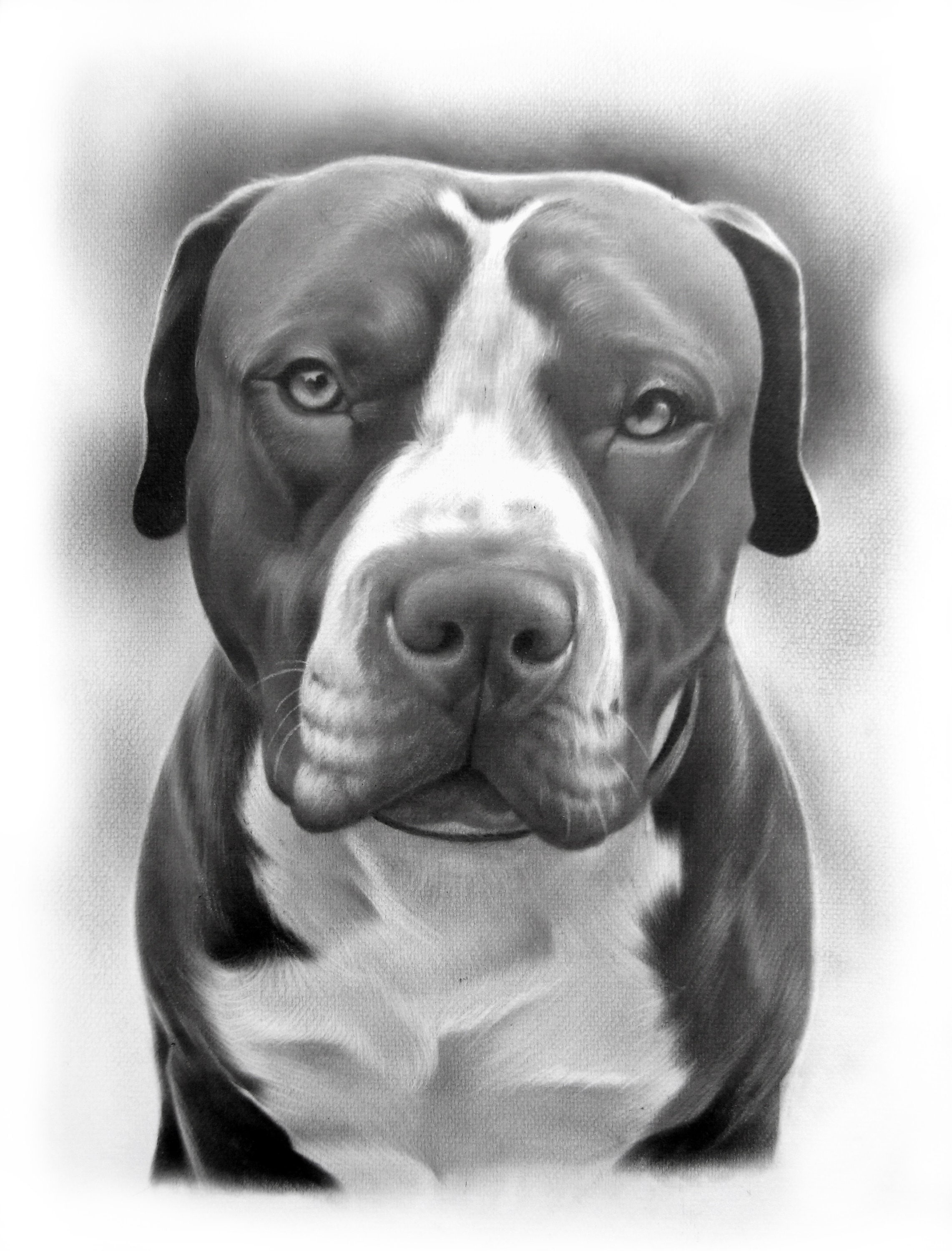 Pit Bull Drawing Black and White Custom Pet Portrait Hand Drawn Dog