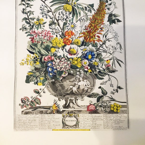 Williamsburg Flower Month Prints Etsy