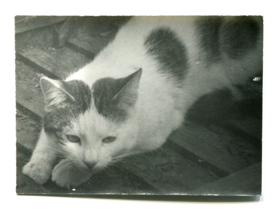 Cat kitten pet snapshot vintage photo