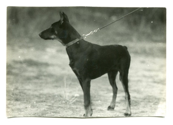 Dog pet snapshot vintage photo