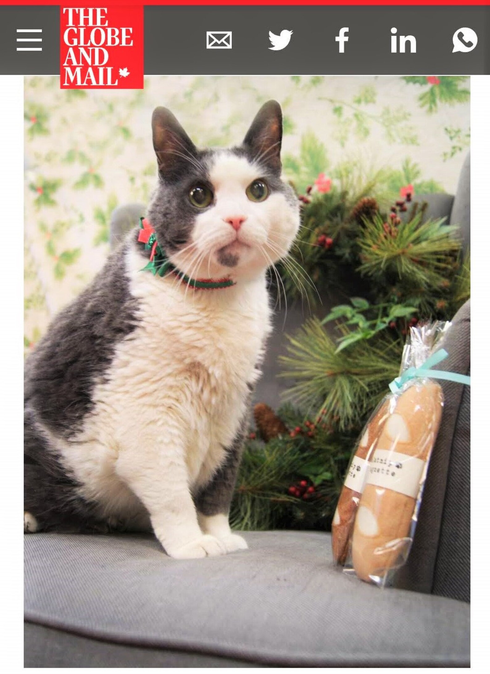 Cat Toys Baguette Catnip Cat Toys Birthday Cat Gifts Cat Toys | Etsy