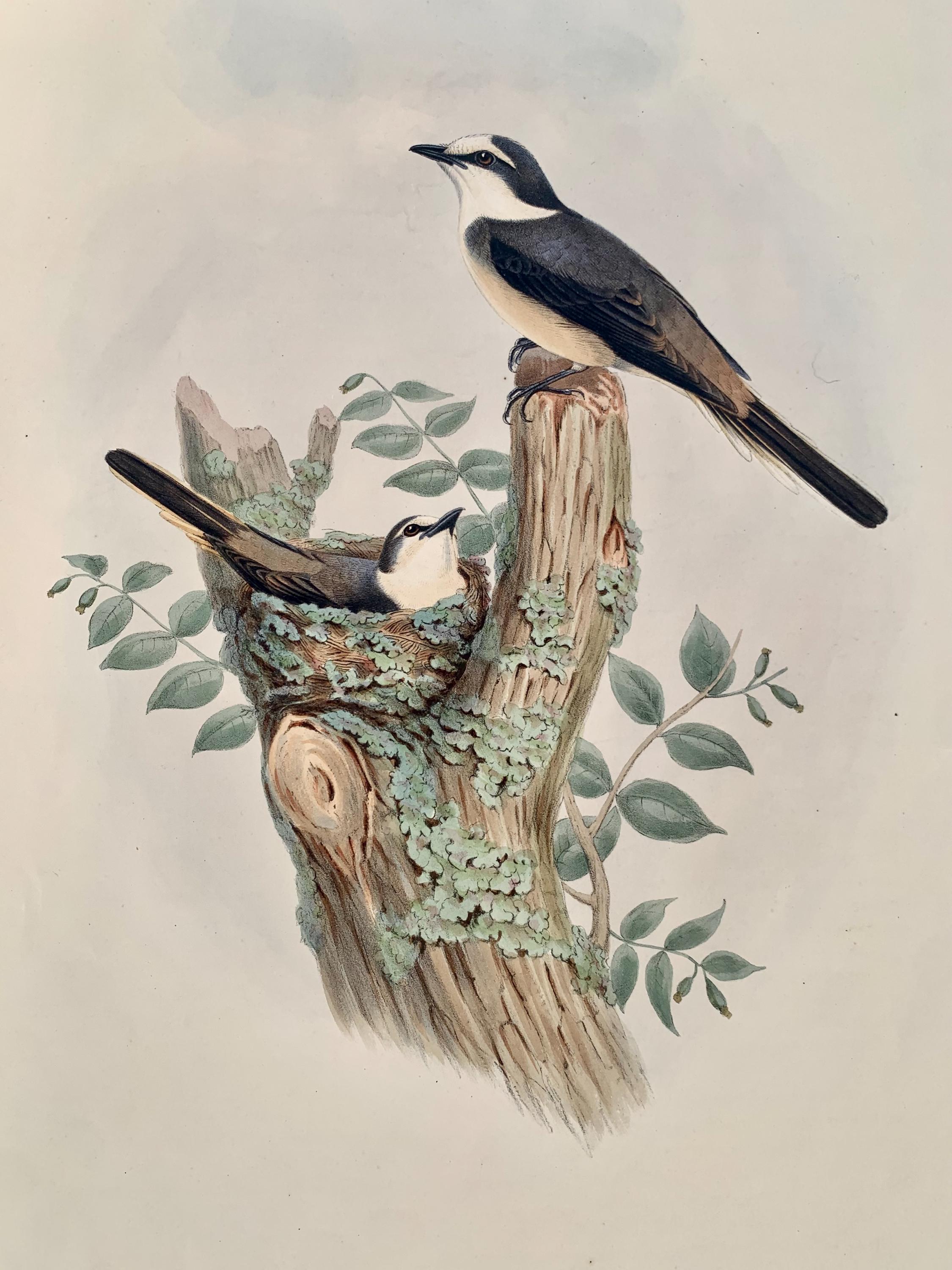 Buy Found in France - Lithographic Hand Painted Plate of a Pair of