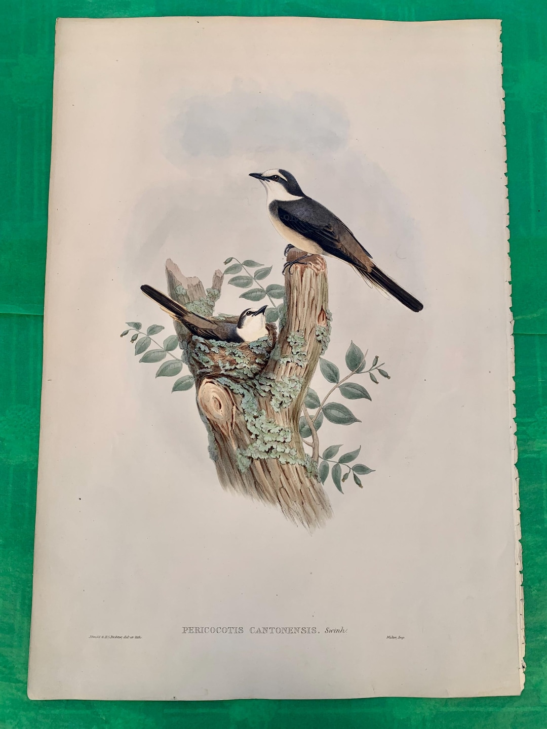 Buy Found in France - Lithographic Hand Painted Plate of a Pair of