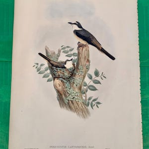 Found in France - Lithographic Hand Painted Plate of a Pair of Swinhoe&#39;s Minivets by Ornithologist John Gould / Stunning Piece 1850-83