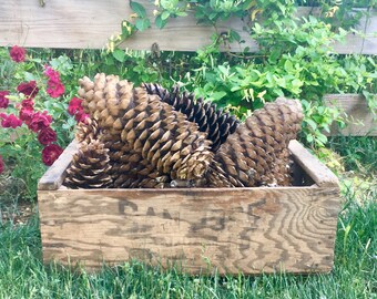 Sugar Pine Cones 12"+