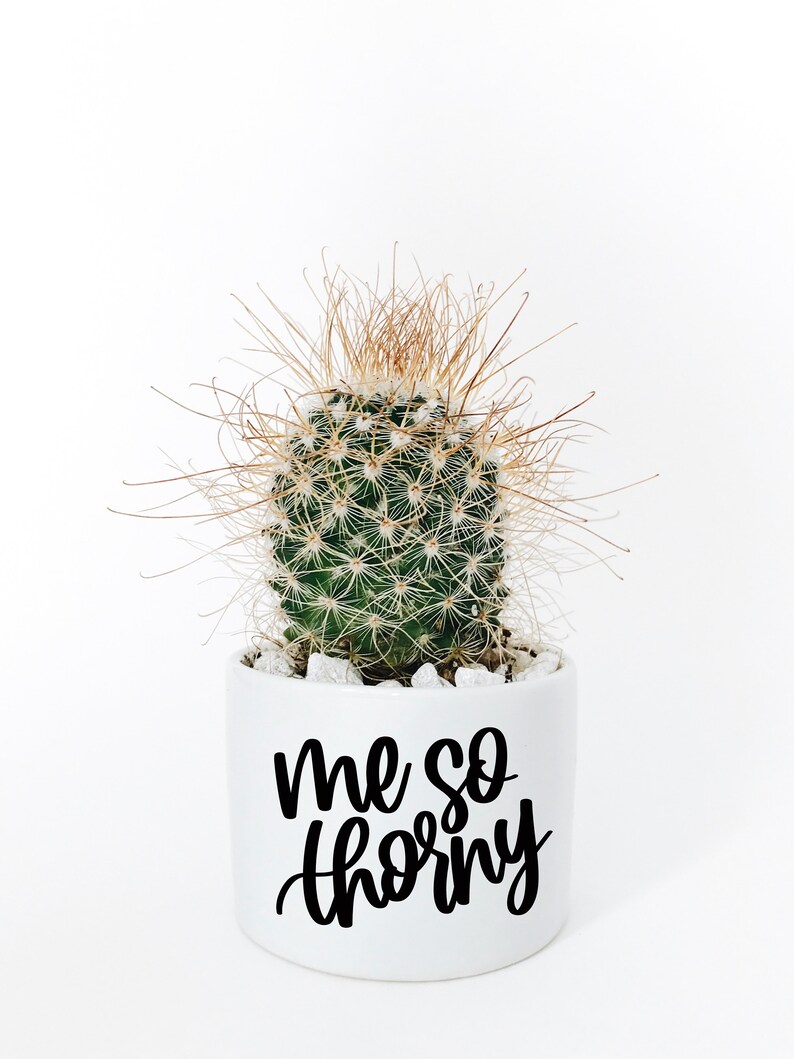 Download Clip Art Art Collectibles Garden Quote Svg Plant Cut File Plants Svg Plant Svg Bundle Houseplant Svg Funny Plant Quote Svg Succulent Svg Bundle Succulent Svg