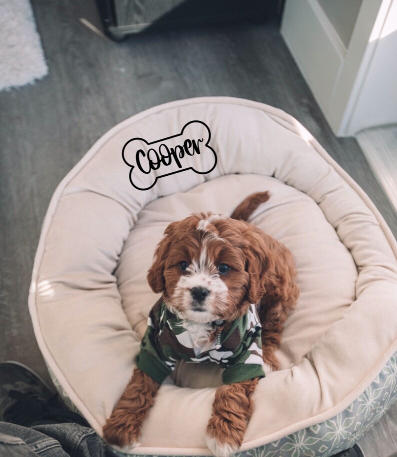 K&ouml;nnte beinhalten: Ein brauner und wei&szlig;er Hund mit einem Tarnmuster-Pullover sitzt in einem beigen Hundebett mit einem knochenf&ouml;rmigen Schild, auf dem "Cooper" steht.