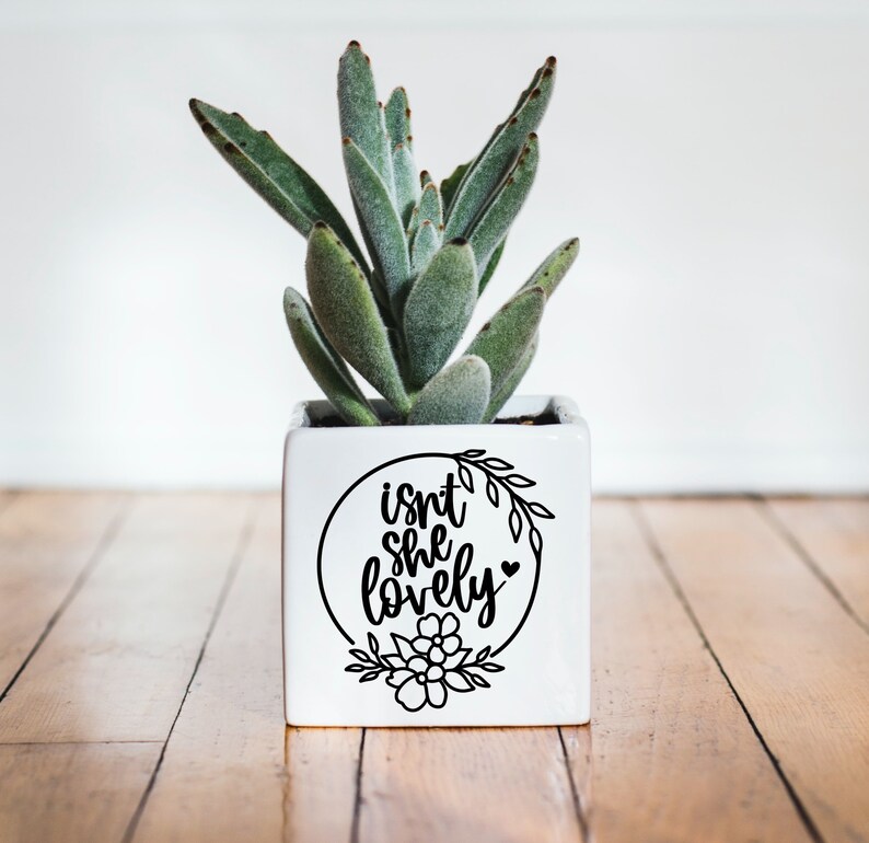 May include: White ceramic planter with a black floral design and the text "isn't she lovely" in a circle. A green succulent plant is growing in the planter.