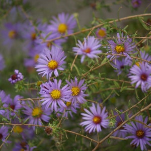 Paarse bloemen