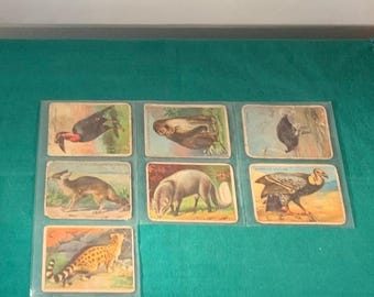 Hassan Cork Tip Cigarettes Tobacco Cards Animal Prints