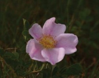 Wild Prairie Rose Notecards