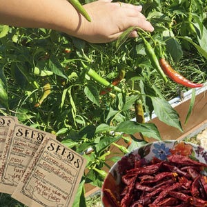 May include: Close-up of a red Korean chili pepper plant with green peppers growing on it. A bowl of dried red chili peppers is in the foreground. A handwritten tag reads "Korean Kochu Pepper for Kimchi" with instructions to harvest when red and dry for flakes.