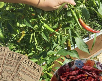 Korean Kochu Red Pepper for Kimchi Powder etc. Gochugaru. 20-30 SEEDS