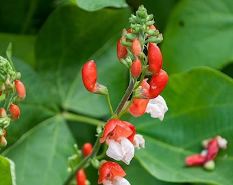 Runner beans blend; Painted Lady, Scarlett, and White Lady seeds grown organically in Alberta at Renboga Gardens