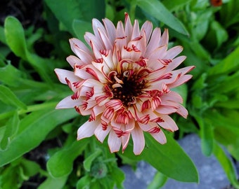 Calendula seeds grown organically in Alberta. A lovely Renboga Garden mix. Gathered for 2024 spring planting.