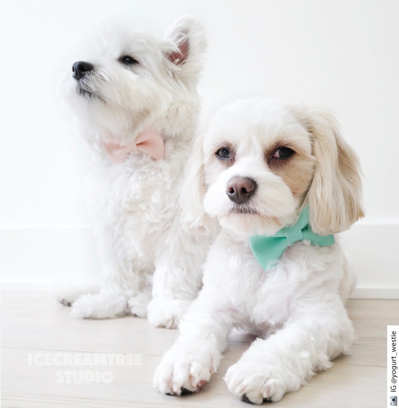 Sparkle Glitter Gold Bow Tie Bow Tie Elastic Pet Collar Dog Etsy